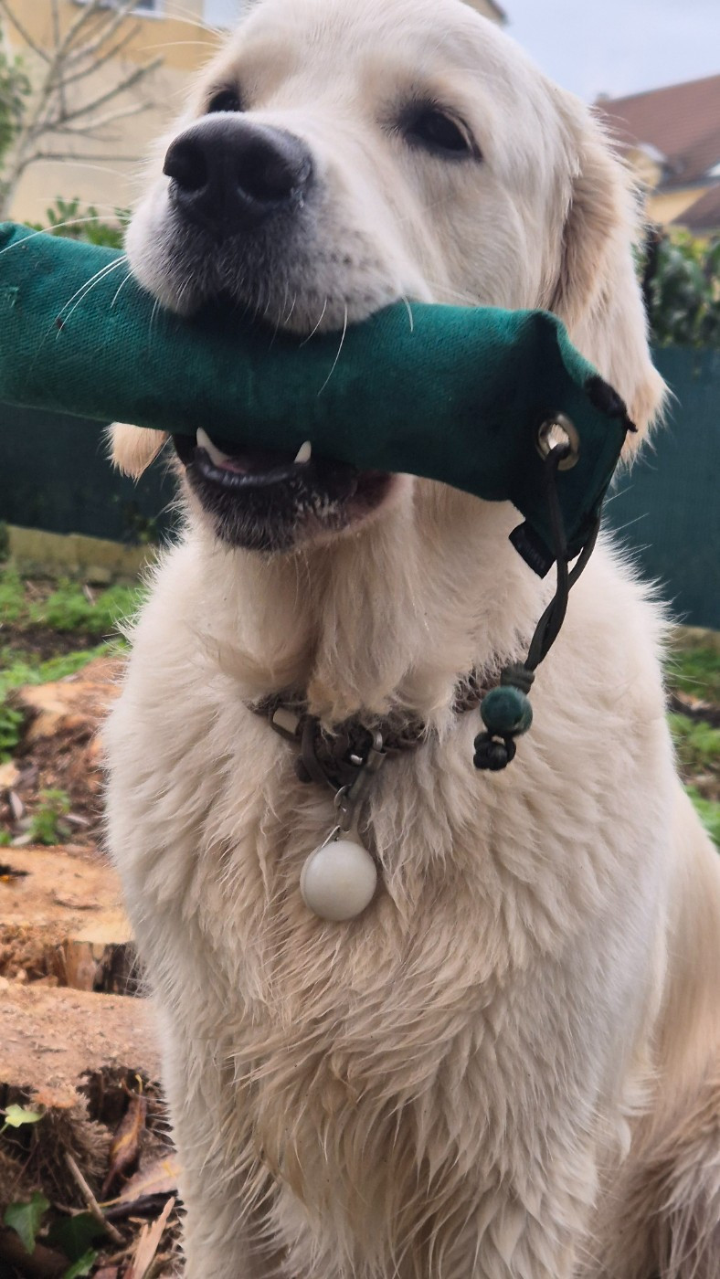 Réservations ouverte sur portée Une de Miel X Cooper du Val Chantellois printemps 2026