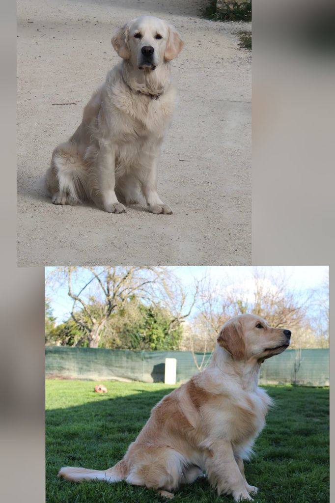 Portée Une de Miel X Cooper du Val Chantellois prévue printemps 2026